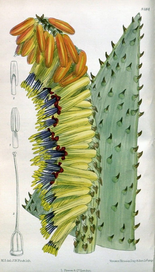 Curtis's botanical magazine. London ; New York [etc.] :Academic Press [etc.]. | "Botanical illustration" Botany Periodicals "Pictorial works" "Plants, Ornamental"  | Vintage Print Reproduction 452492