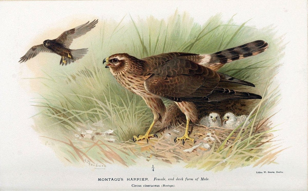 Coloured figures of the birds of the British Islands. v.1London :R. H. Porter,1885-1897. | Vintage Print Reproduction 452494