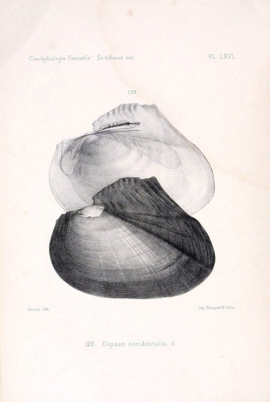 Conchyliologie fluviatile de la province de Nanking et de la Chine centrale /.Paris :Savy,[1875-1885]. | China Mollusks "Nanjing (Jiangsu Sheng)"  | Vintage Print Reproduction 452496