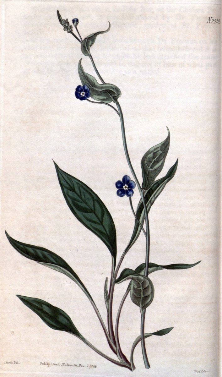 Curtis's botanical magazine. London ; New York [etc.] :Academic Press [etc.]. | "Botanical illustration" Botany Periodicals "Pictorial works" "Plants, Ornamental"  | Vintage Print Reproduction 452497