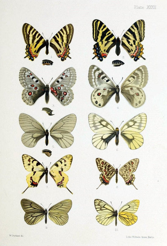 Butterflies from China, Japan, and Corea. London,R.H. Porter,1892-94.  | Butterflies China Japan Korea  | Vintage Print Reproduction 452498