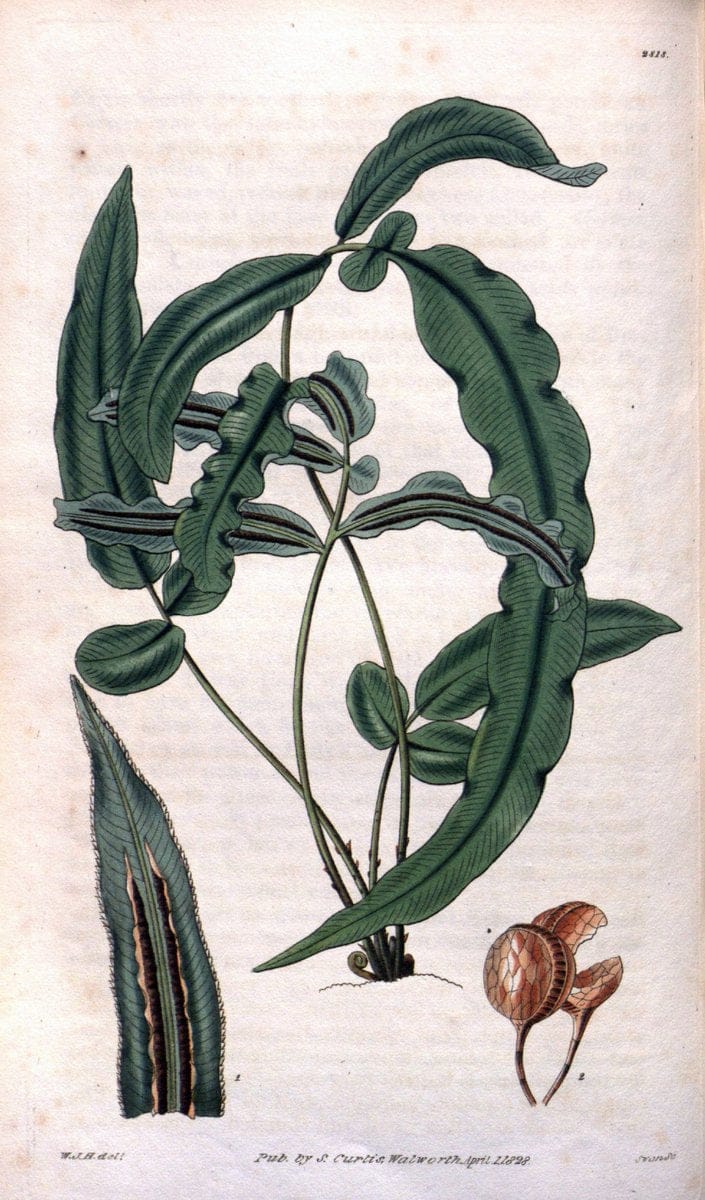 Curtis's botanical magazine. London ; New York [etc.] :Academic Press [etc.]. | "Botanical illustration" Botany Periodicals "Pictorial works" "Plants, Ornamental"  | Vintage Print Reproduction 452501