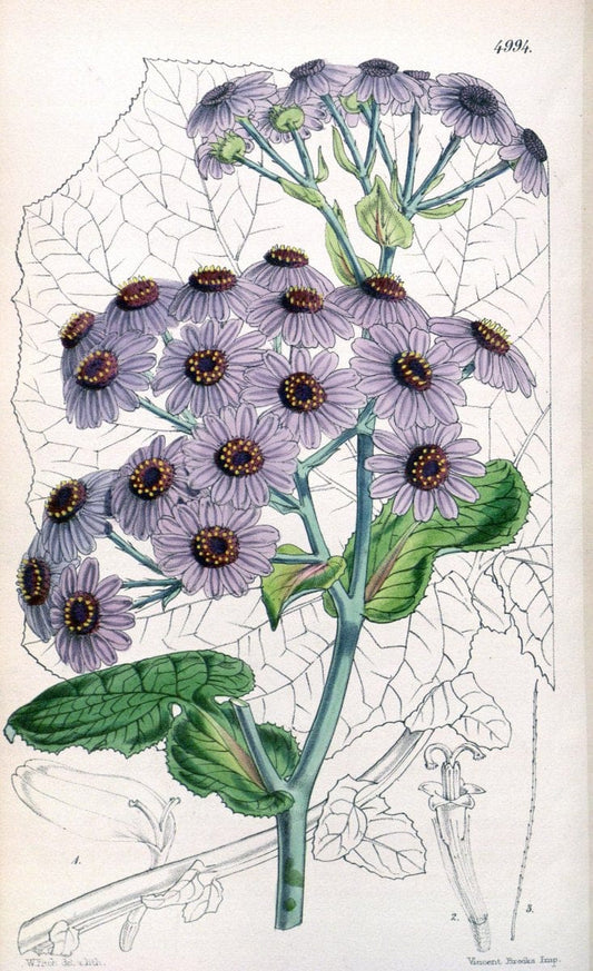 Curtis's botanical magazine. London ; New York [etc.] :Academic Press [etc.]. | "Botanical illustration" Botany Periodicals "Pictorial works" "Plants, Ornamental"  | Vintage Print Reproduction 452502