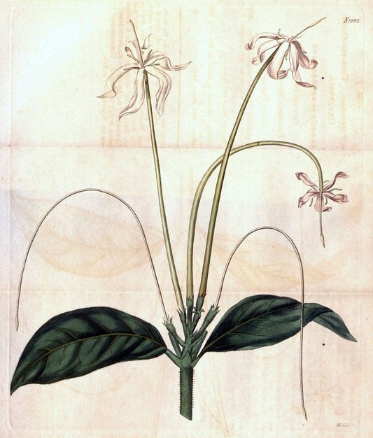 Curtis's botanical magazine. London ; New York [etc.] :Academic Press [etc.]. | "Botanical illustration" Botany Periodicals "Pictorial works" "Plants, Ornamental"  | Vintage Print Reproduction 452505