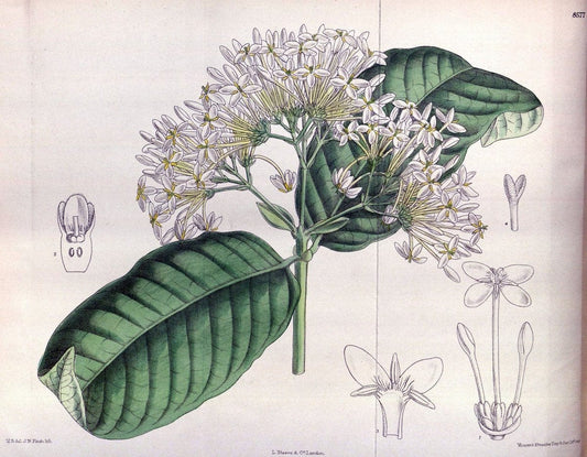 Curtis's botanical magazine. London ; New York [etc.] :Academic Press [etc.]. | "Botanical illustration" Botany Periodicals "Pictorial works" "Plants, Ornamental"  | Vintage Print Reproduction 452506