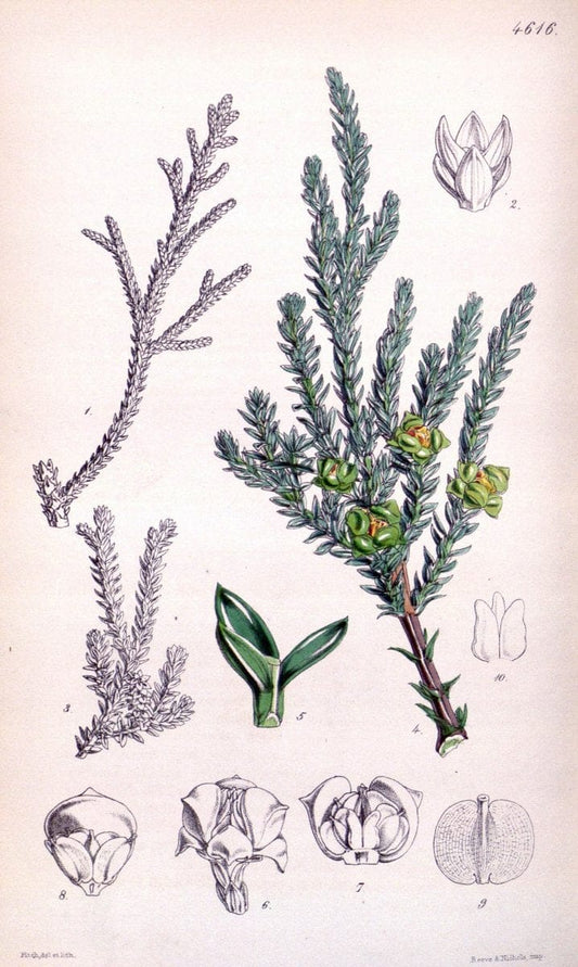 Curtis's botanical magazine. London ; New York [etc.] :Academic Press [etc.]. | "Botanical illustration" Botany Periodicals "Pictorial works" "Plants, Ornamental"  | Vintage Print Reproduction 452507