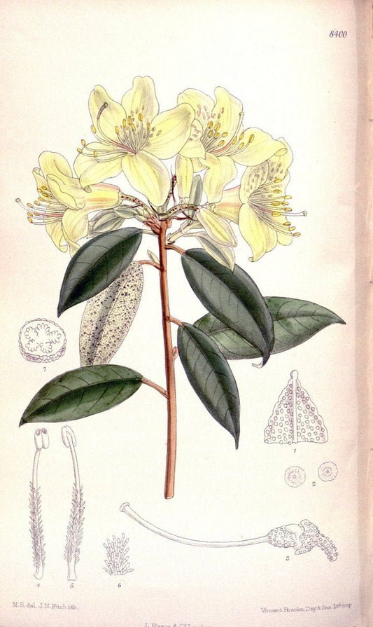 Curtis's botanical magazine. London ; New York [etc.] :Academic Press [etc.]. | "Botanical illustration" Botany Periodicals "Pictorial works" "Plants, Ornamental"  | Vintage Print Reproduction 452508