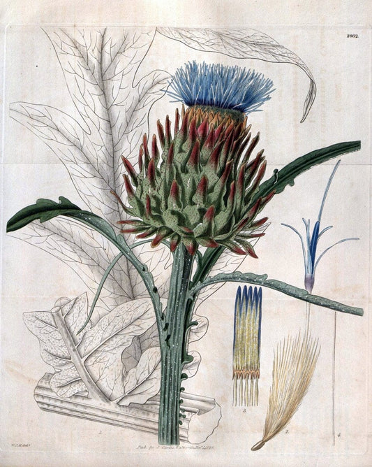 Curtis's botanical magazine. London ; New York [etc.] :Academic Press [etc.]. | "Botanical illustration" Botany Periodicals "Pictorial works" "Plants, Ornamental"  | Vintage Print Reproduction 452509