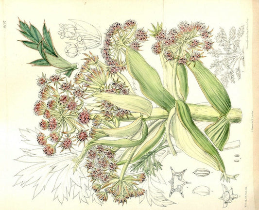 Curtis's botanical magazine. London ; New York [etc.] :Academic Press [etc.]. | "Botanical illustration" Botany Periodicals "Pictorial works" "Plants, Ornamental"  | Vintage Print Reproduction 452510