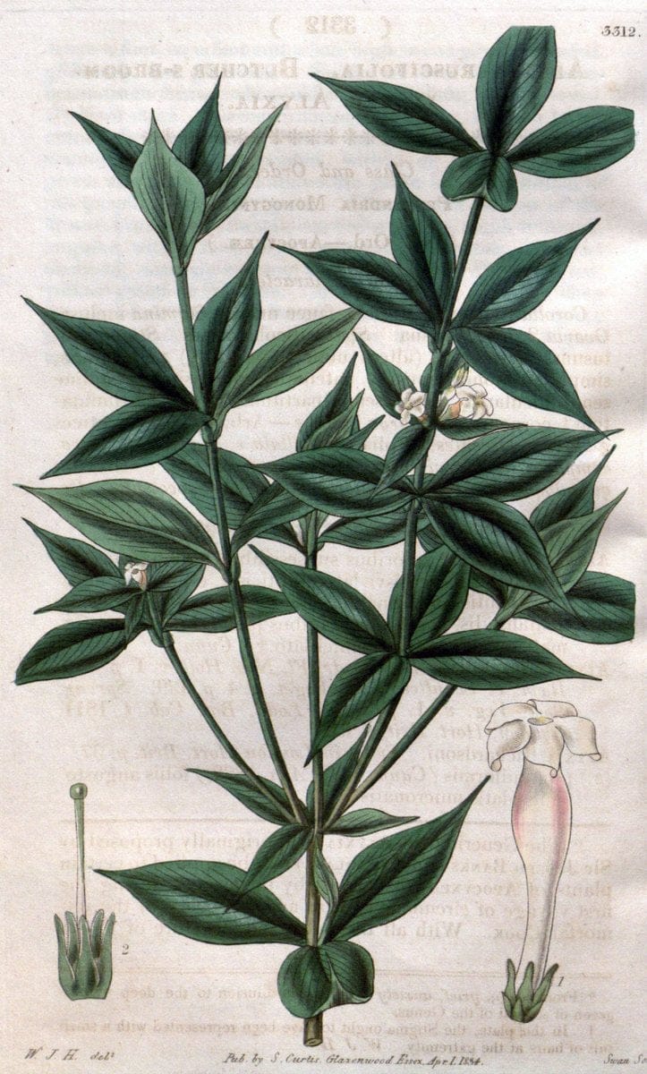 Curtis's botanical magazine..London ;New York [etc.] :Academic Press [etc.]. |  | Vintage Print Reproduction 452511