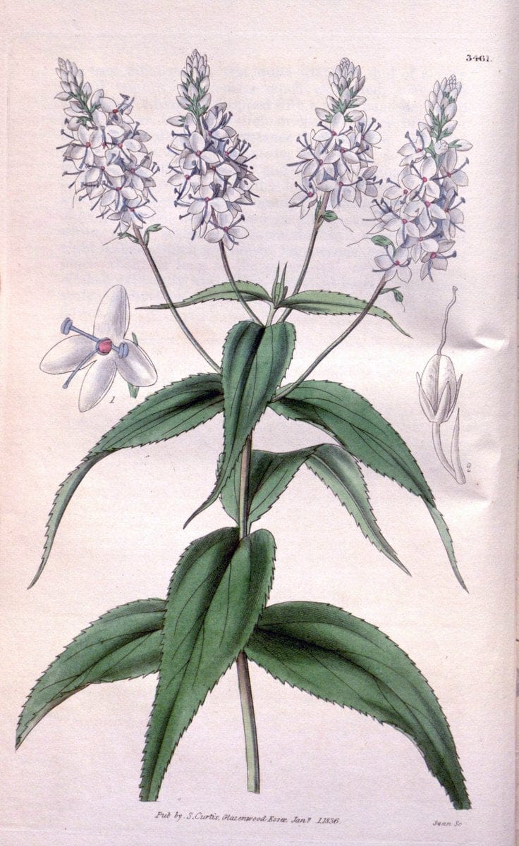 Curtis's botanical magazine. London ;New York [etc.] :Academic Press [etc.]. | Botany Periodicals "Pictorial works"  | Vintage Print Reproduction 452512