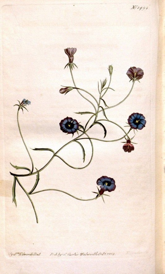 Curtis's botanical magazine. London ;New York [etc.] :Academic Press [etc.]. | Botany Periodicals "Pictorial works"  | Vintage Print Reproduction 452514