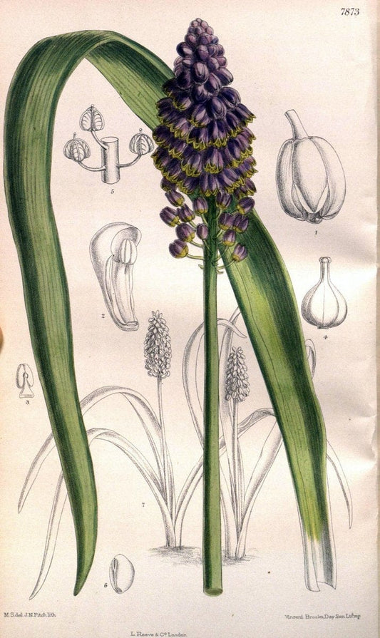 Curtis's botanical magazine. London ; New York [etc.] :Academic Press [etc.]. | "Botanical illustration" Botany Periodicals "Pictorial works" "Plants, Ornamental"  | Vintage Print Reproduction 452515