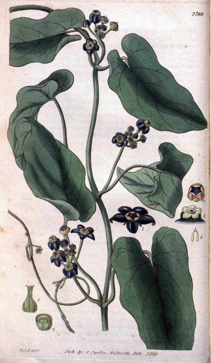 Curtis's botanical magazine. London ; New York [etc.] :Academic Press [etc.]. | "Botanical illustration" Botany Periodicals "Pictorial works" "Plants, Ornamental"  | Vintage Print Reproduction 452516