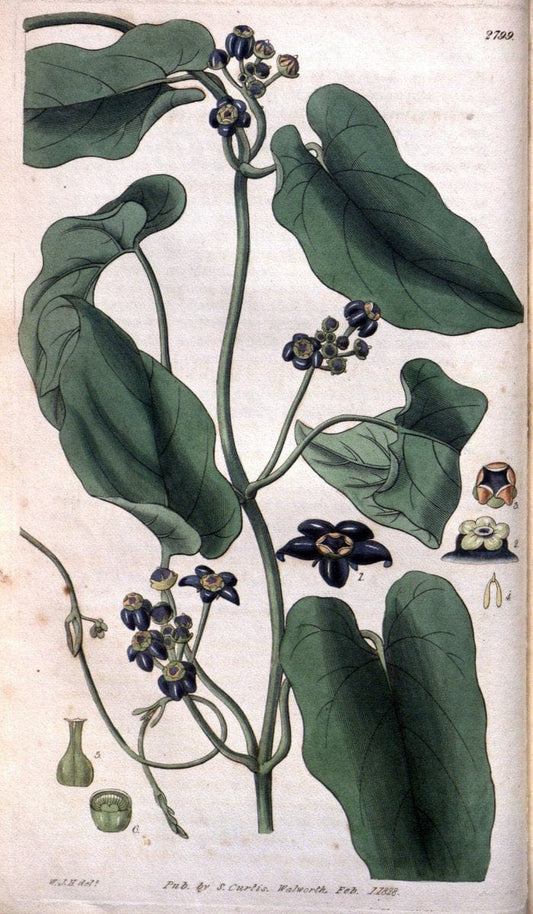 Curtis's botanical magazine. London ; New York [etc.] :Academic Press [etc.]. | "Botanical illustration" Botany Periodicals "Pictorial works" "Plants, Ornamental"  | Vintage Print Reproduction 452516