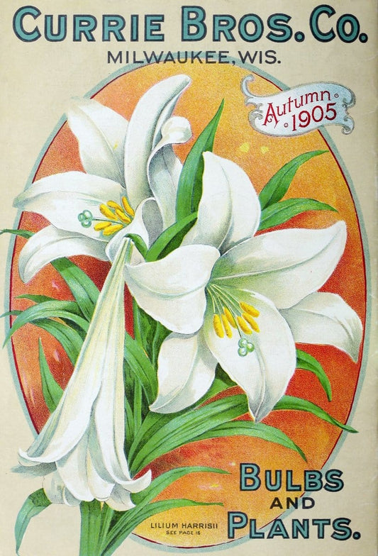Bulbs and plants :.Milwaukee, Wis. :Currie Bros.,1908.  | Vintage Print Reproduction 452517