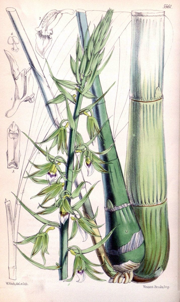 Curtis's botanical magazine. London ; New York [etc.] :Academic Press [etc.]. | "Botanical illustration" Botany Periodicals "Pictorial works" "Plants, Ornamental"  | Vintage Print Reproduction 452518