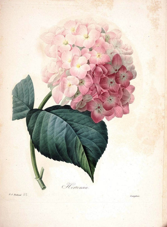 Choix des plus belles fleurs :.Paris:Ernest Panckoucke,[1833].. |  | Vintage Print Reproduction 452519