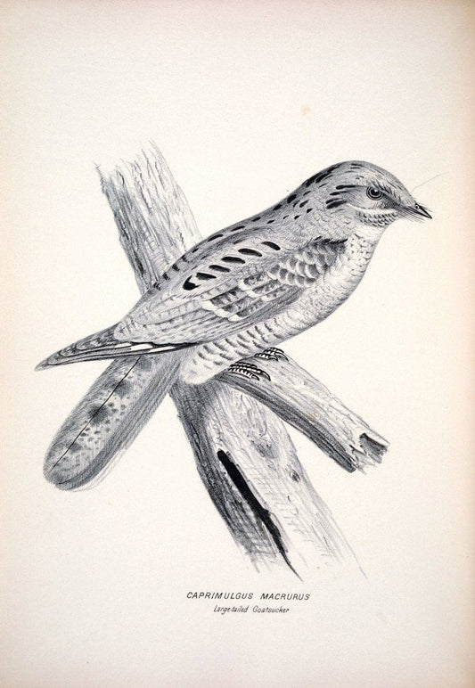 Companion to Gould's Handbook; or, Synopsis of the birds of Australia. Brisbane,Thorne & Greenwell,1877.  | Australia Birds | Vintage Print Reproduction 452520