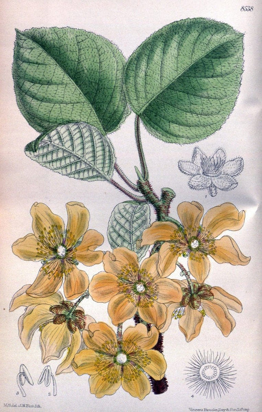 Curtis's botanical magazine. London ; New York [etc.] :Academic Press [etc.]. | "Botanical illustration" Botany Periodicals "Pictorial works" "Plants, Ornamental"  | Vintage Print Reproduction 452521
