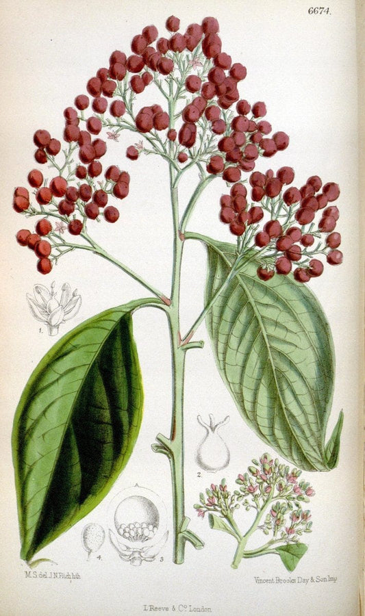 Curtis's botanical magazine. London ; New York [etc.] :Academic Press [etc.]. | "Botanical illustration" Botany Periodicals "Pictorial works" "Plants, Ornamental"  | Vintage Print Reproduction 452522