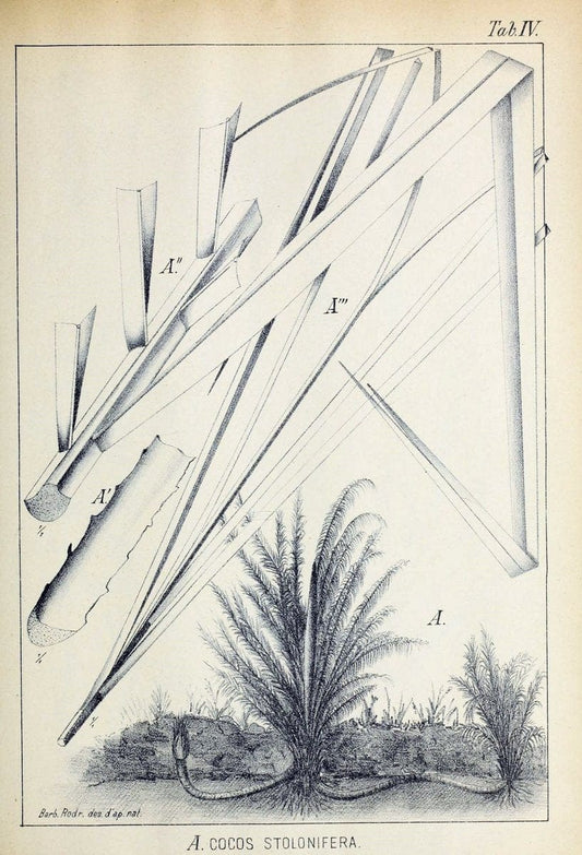 Contributions du Jardin botanique de Rio de Janeiro /.Rio de Janeiro :L'Etoile du Sud,1901-1907.  | Botany Brazil | Vintage Print Reproduction 452523