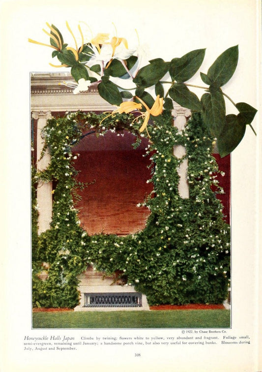 Chase fruit and flowers in natural colorsRochester, N.Y.,Chase brothers company[c1922] | Vintage Print Reproduction 452524