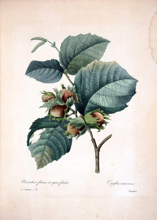 Choix des plus belles fleurs :.Paris :Ernest Panckoucke,[1833].  | 1833 Botany France Icones "Pictorial works"  | Vintage Print Reproduction 452525