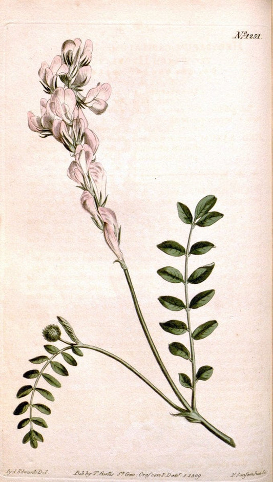 Curtis's botanical magazine. London ; New York [etc.] :Academic Press [etc.]. | "Botanical illustration" Botany Periodicals "Pictorial works" "Plants, Ornamental"  | Vintage Print Reproduction 452526