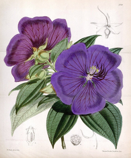 Curtis's botanical magazine. London ; New York [etc.] :Academic Press [etc.]. | "Botanical illustration" Botany Periodicals "Pictorial works" "Plants, Ornamental"  | Vintage Print Reproduction 452528
