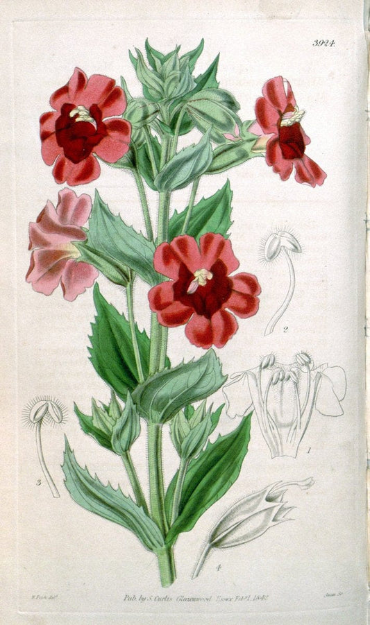 Curtis's botanical magazine. London ; New York [etc.] :Academic Press [etc.]. | "Botanical illustration" Botany Periodicals "Pictorial works" "Plants, Ornamental"  | Vintage Print Reproduction 452529