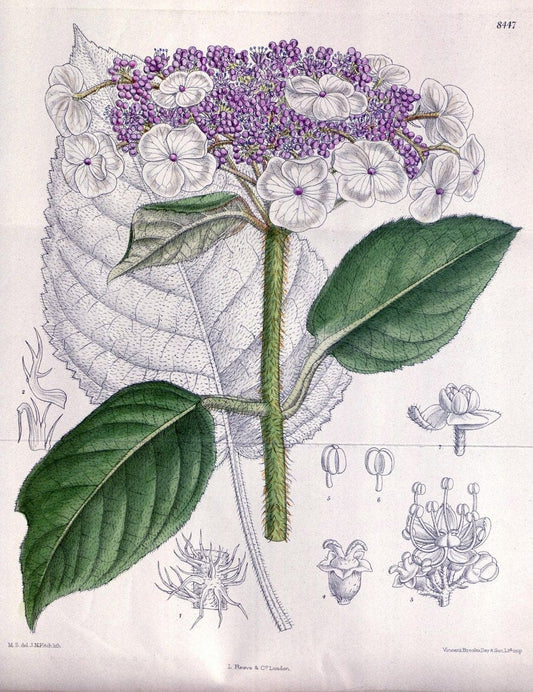 Curtis's botanical magazine. London ; New York [etc.] :Academic Press [etc.]. | "Botanical illustration" Botany Periodicals "Pictorial works" "Plants, Ornamental"  | Vintage Print Reproduction 452530