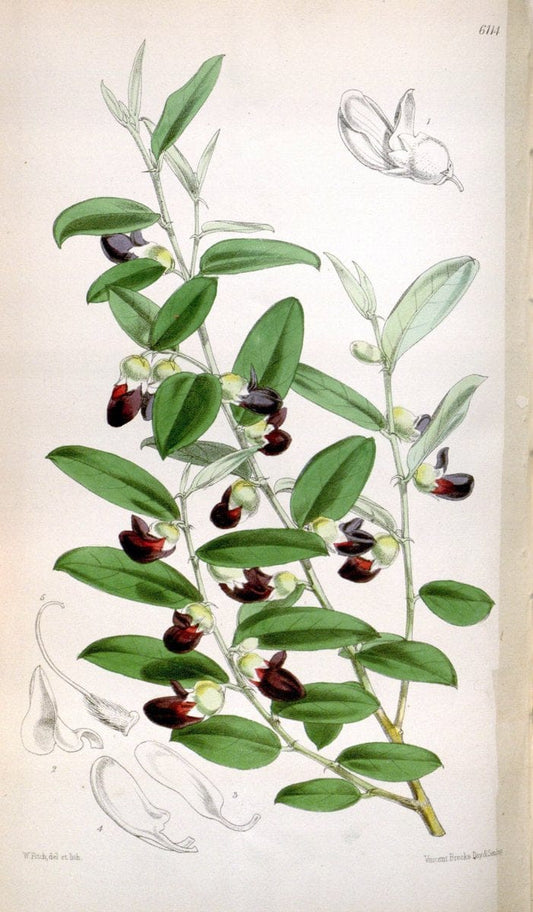 Curtis's botanical magazine. London ; New York [etc.] :Academic Press [etc.]. | "Botanical illustration" Botany Periodicals "Pictorial works" "Plants, Ornamental"  | Vintage Print Reproduction 452531