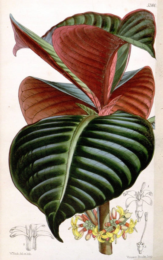 Curtis's botanical magazine. London ; New York [etc.] :Academic Press [etc.]. | "Botanical illustration" Botany Periodicals "Pictorial works" "Plants, Ornamental"  | Vintage Print Reproduction 452532