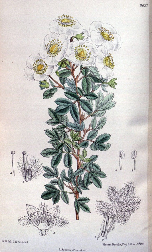 Curtis's botanical magazine. London ; New York [etc.] :Academic Press [etc.]. | "Botanical illustration" Botany Periodicals "Pictorial works" "Plants, Ornamental"  | Vintage Print Reproduction 452534