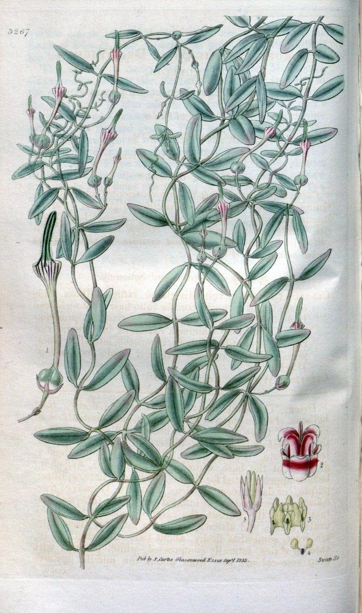 Curtis's botanical magazine. London ; New York [etc.] :Academic Press [etc.]. | "Botanical illustration" Botany Periodicals "Pictorial works" "Plants, Ornamental"  | Vintage Print Reproduction 452536