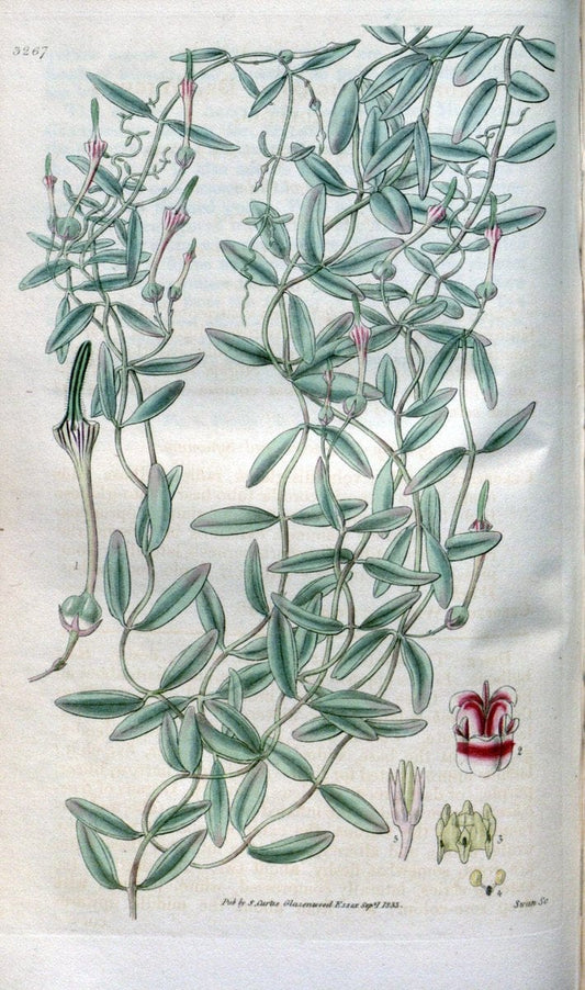 Curtis's botanical magazine. London ; New York [etc.] :Academic Press [etc.]. | "Botanical illustration" Botany Periodicals "Pictorial works" "Plants, Ornamental"  | Vintage Print Reproduction 452536