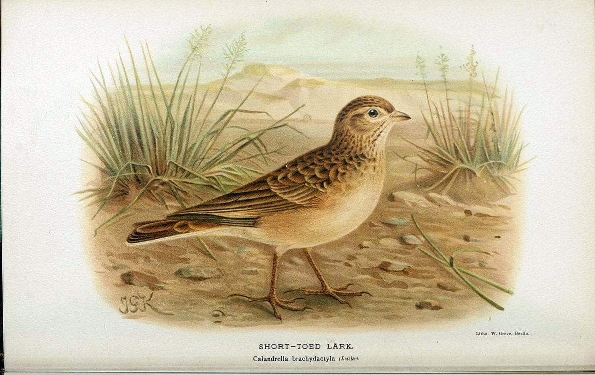 Coloured figures of the birds of the British Islands / issued by Lord Lilford. London :R | 59.82(42) Birds "Great Britain" "Pictorial works"  | Vintage Print Reproduction 452537