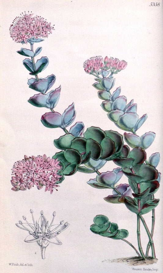 Curtis's botanical magazine. London ;New York [etc.] :Academic Press [etc.]. | Botany Periodicals "Pictorial works"  | Vintage Print Reproduction 452538