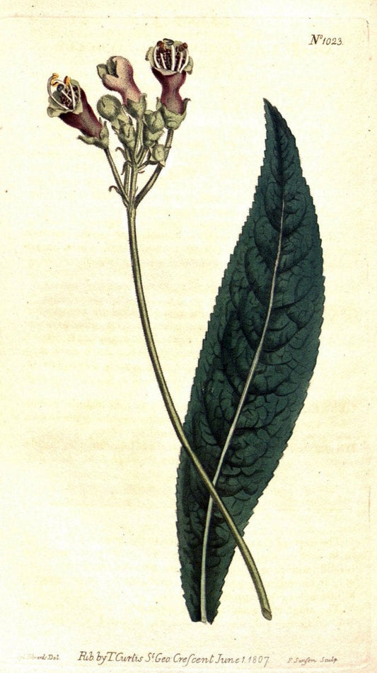 Curtis's botanical magazine. London ;New York [etc.] :Academic Press [etc.]. | Botany Periodicals "Pictorial works"  | Vintage Print Reproduction 452539