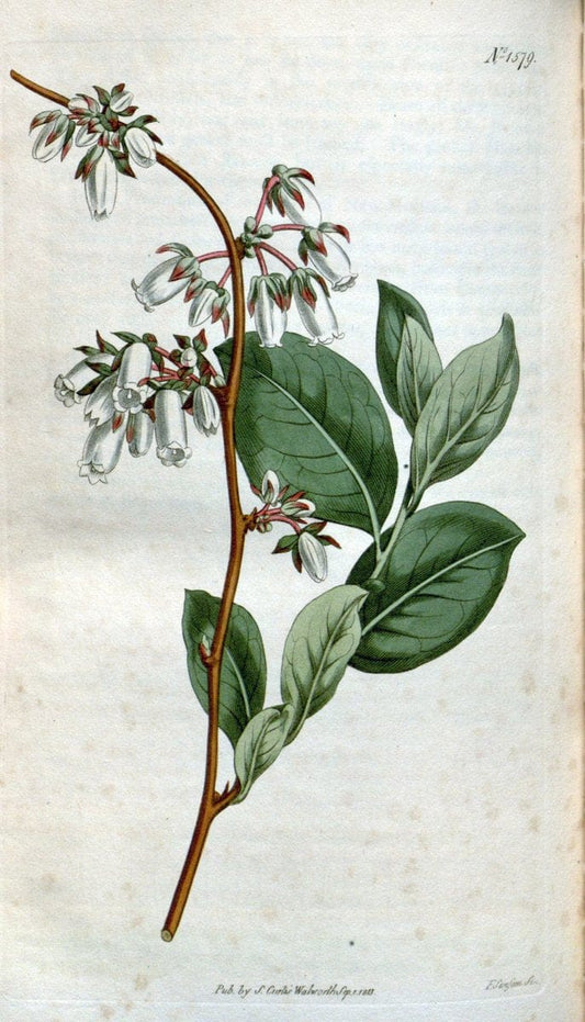 Curtis's botanical magazine. London ; New York [etc.] :Academic Press [etc.]. | "Botanical illustration" Botany Periodicals "Pictorial works" "Plants, Ornamental"  | Vintage Print Reproduction 452540