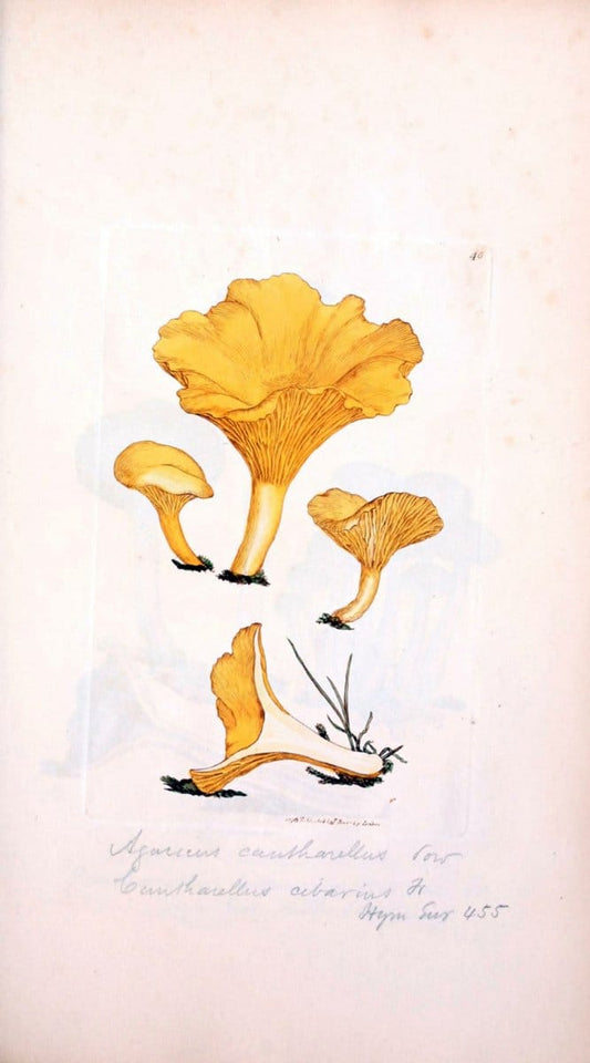 Coloured figures of English fungi or mushrooms. London,Printed by J. Davis,1797-[1809]. | England Mushrooms  | Vintage Print Reproduction 452541