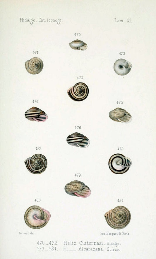 Catalogo iconografico y descriptivo de los moluscos terrestres de EspaÃ Â±a, Portugal y la | "Balearic Islands" Mollusks Portugal Spain  | Vintage Print Reproduction 452543
