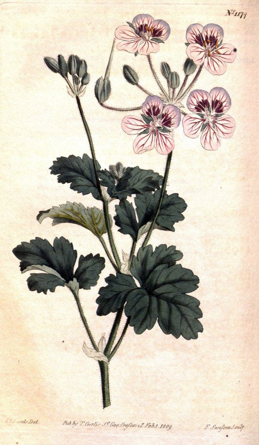 Curtis's botanical magazine. London ; New York [etc.] :Academic Press [etc.]. | "Botanical illustration" Botany Periodicals "Pictorial works" "Plants, Ornamental"  | Vintage Print Reproduction 452544