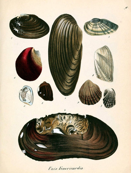 Conchylienbuch, oder, Allgemeine und besondere Naturgeschichte der Muscheln und Schnecke | Mollusks "Pictorial works"  | Vintage Print Reproduction 452545