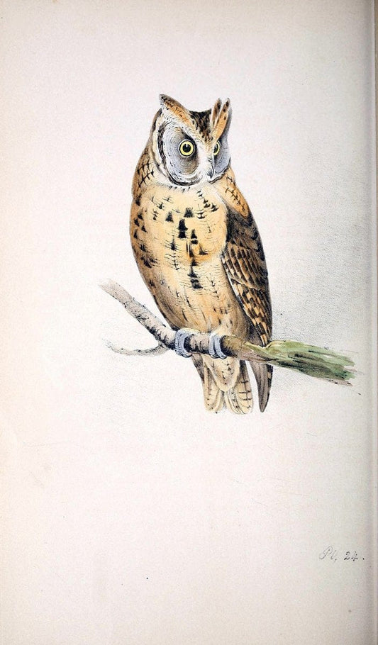 Coloured illustrations of British birds, and their eggs /.London :G.W. Nickisson,1842-1850.. |  | Vintage Print Reproduction 452547