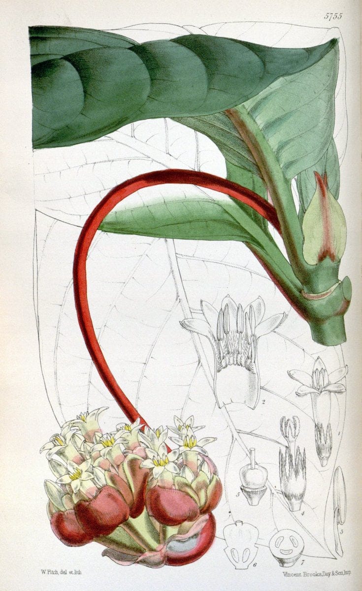 Curtis's botanical magazine. London ; New York [etc.] :Academic Press [etc.]. | "Botanical illustration" Botany Periodicals "Pictorial works" "Plants, Ornamental"  | Vintage Print Reproduction 452548