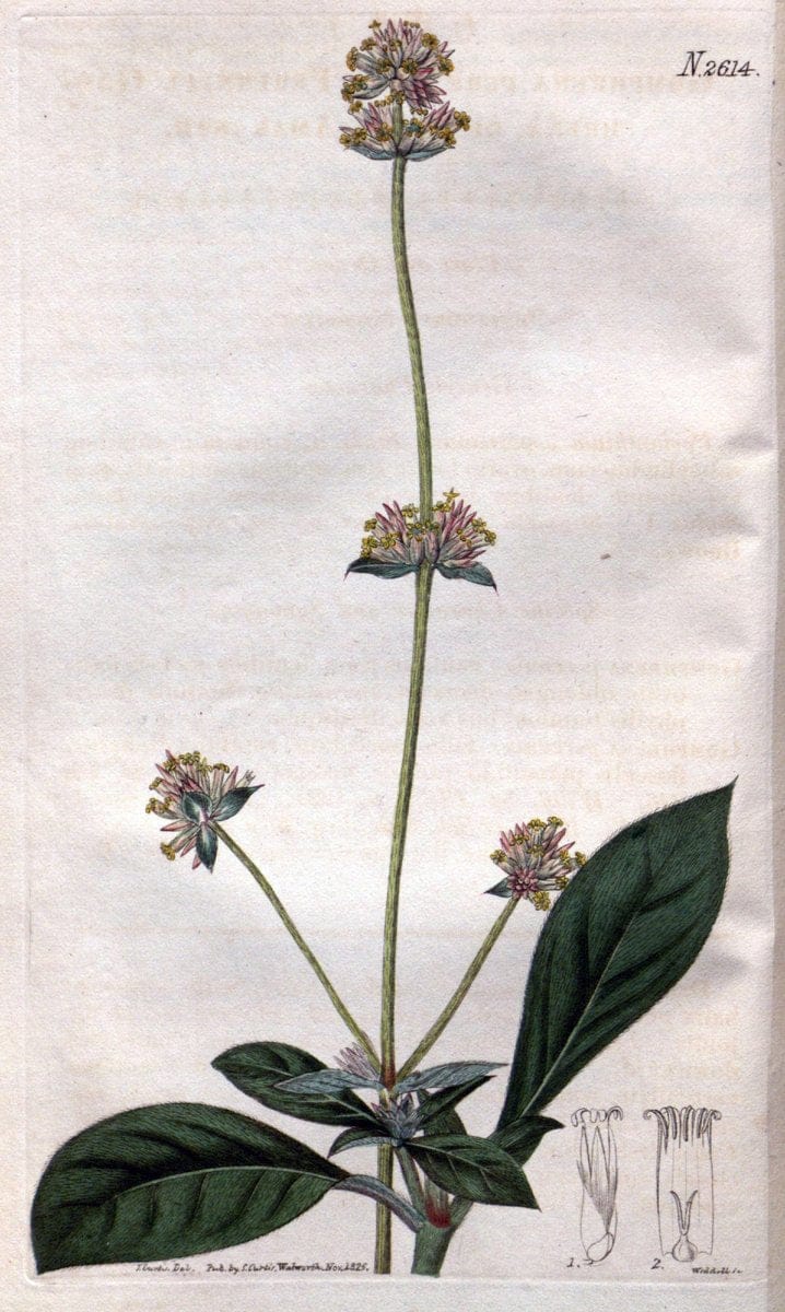 Curtis's botanical magazine. London ; New York [etc.] :Academic Press [etc.]. | "Botanical illustration" Botany Periodicals "Pictorial works" "Plants, Ornamental"  | Vintage Print Reproduction 452550