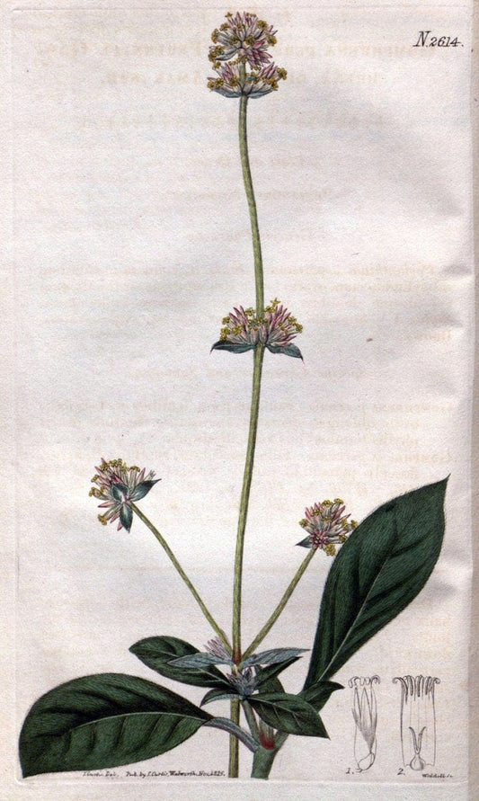Curtis's botanical magazine. London ; New York [etc.] :Academic Press [etc.]. | "Botanical illustration" Botany Periodicals "Pictorial works" "Plants, Ornamental"  | Vintage Print Reproduction 452550