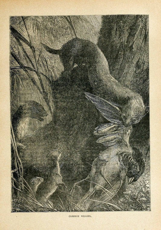Cassell's natural history. London [etc]Cassell & Company, Limited,1896.  | "Animal behavior" Animals Nomenclature  | Vintage Print Reproduction 452551